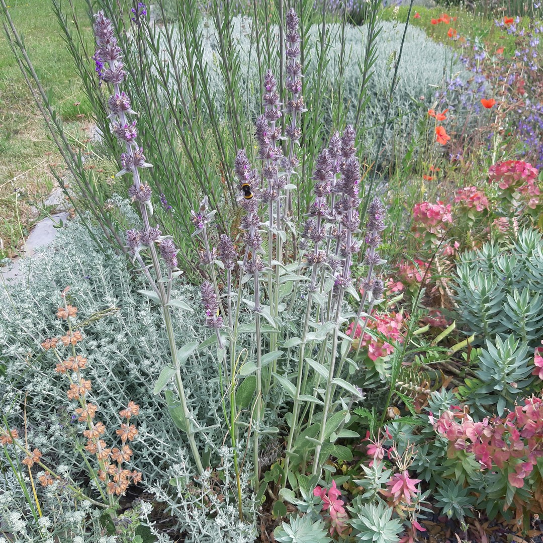 Achillea ligustica