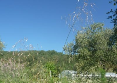 Stipa gigantea