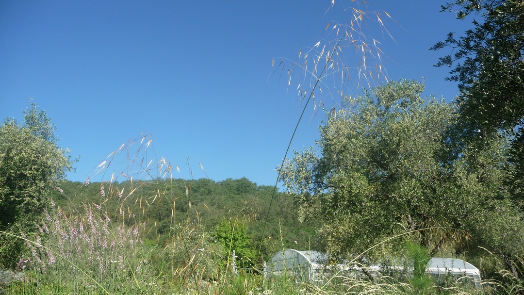 Achillea ligustica