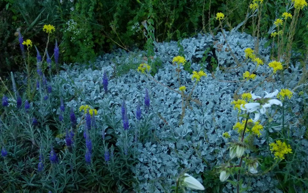 Tanacetum densum