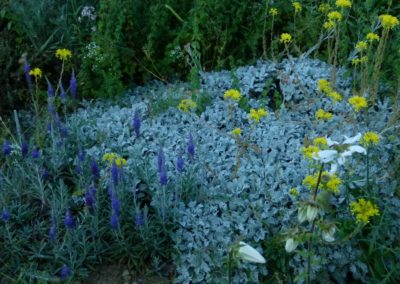 Tanacetum densum