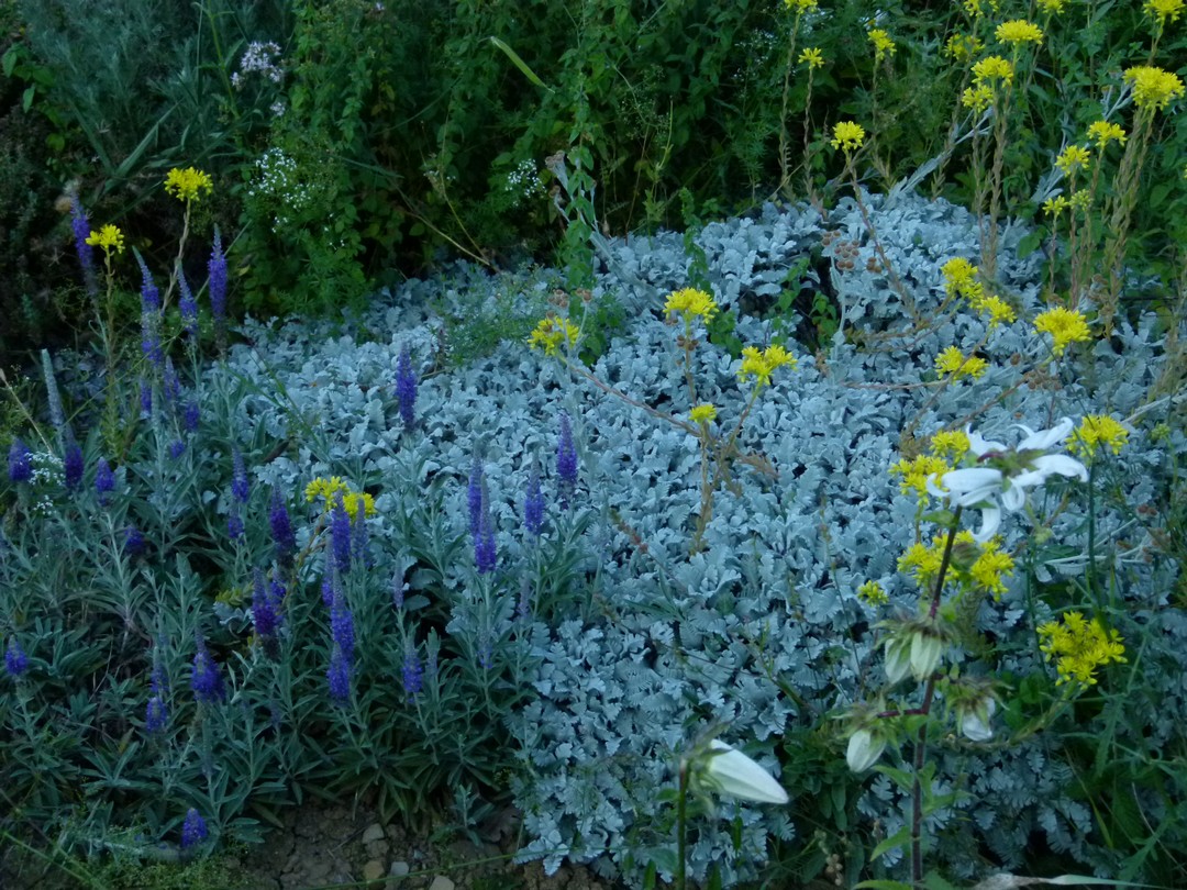 Achillea ligustica