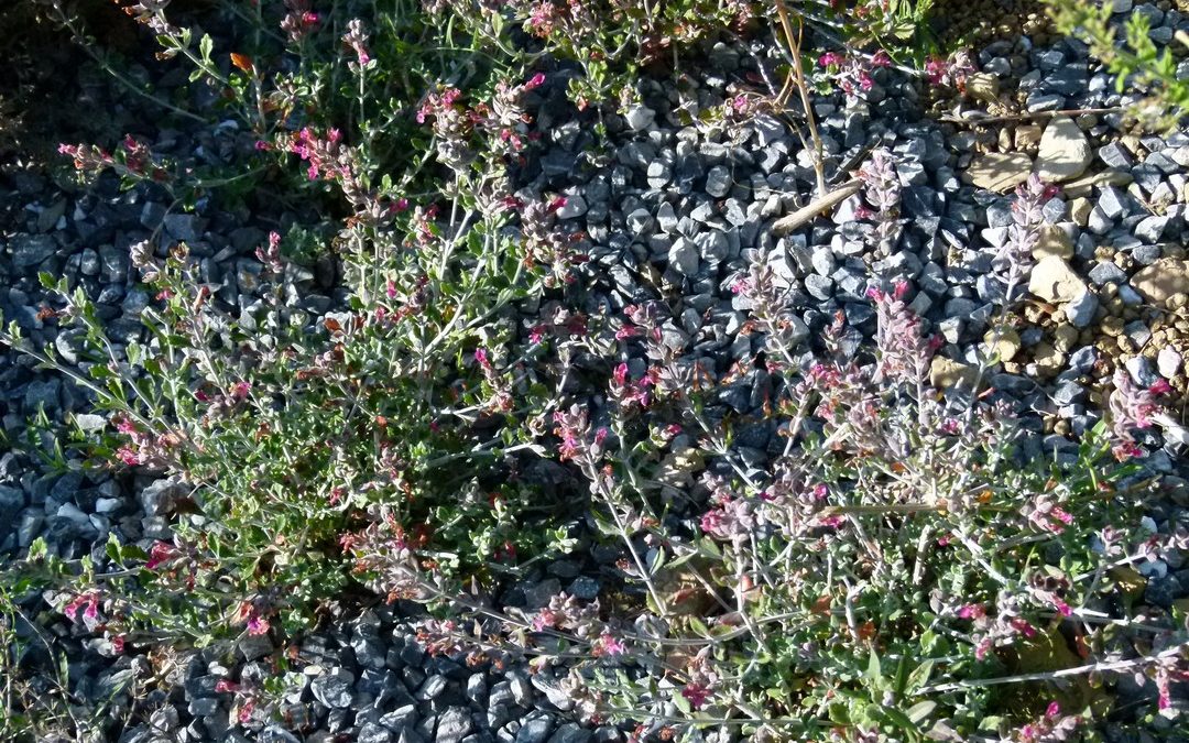 Teucrium divaricatum