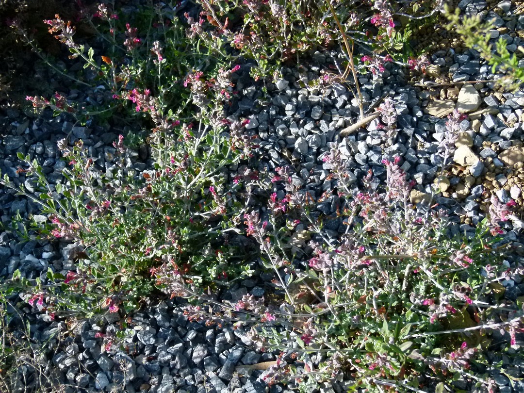 Achillea ligustica