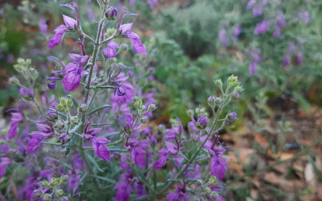 Teucrium orientale