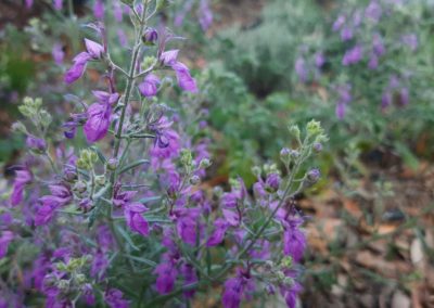 Teucrium orientale