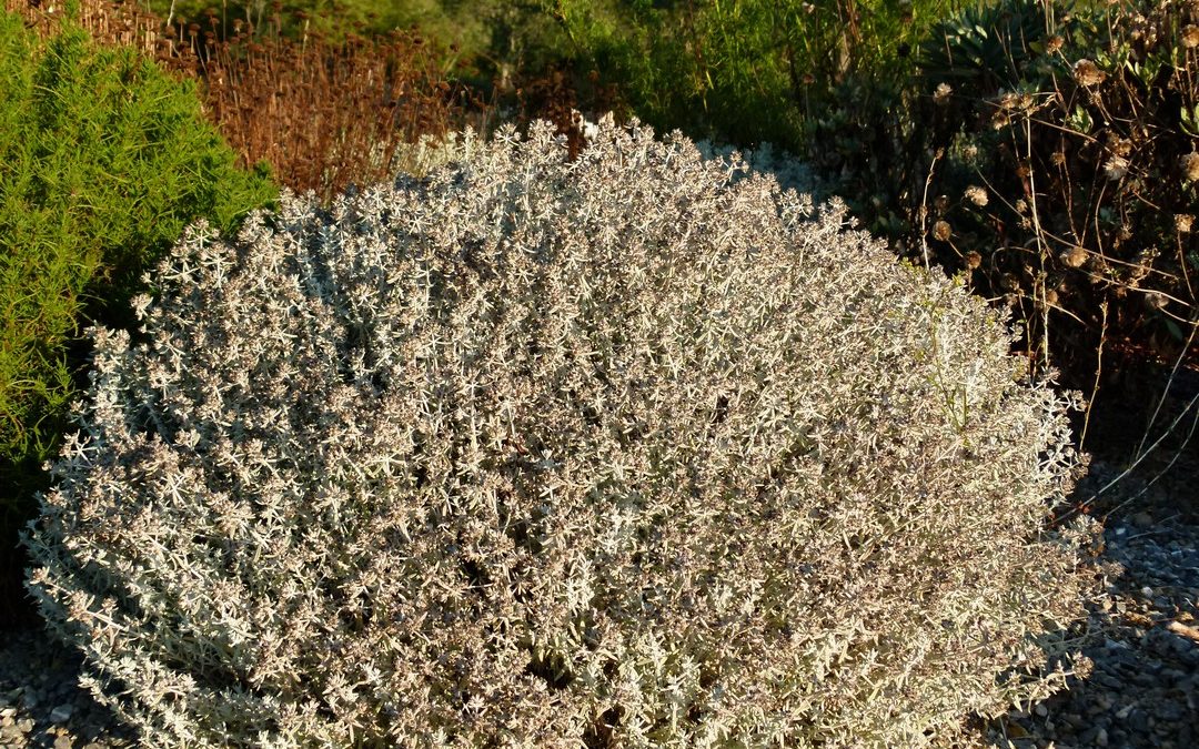 Teucrium polium subsp purpurascens