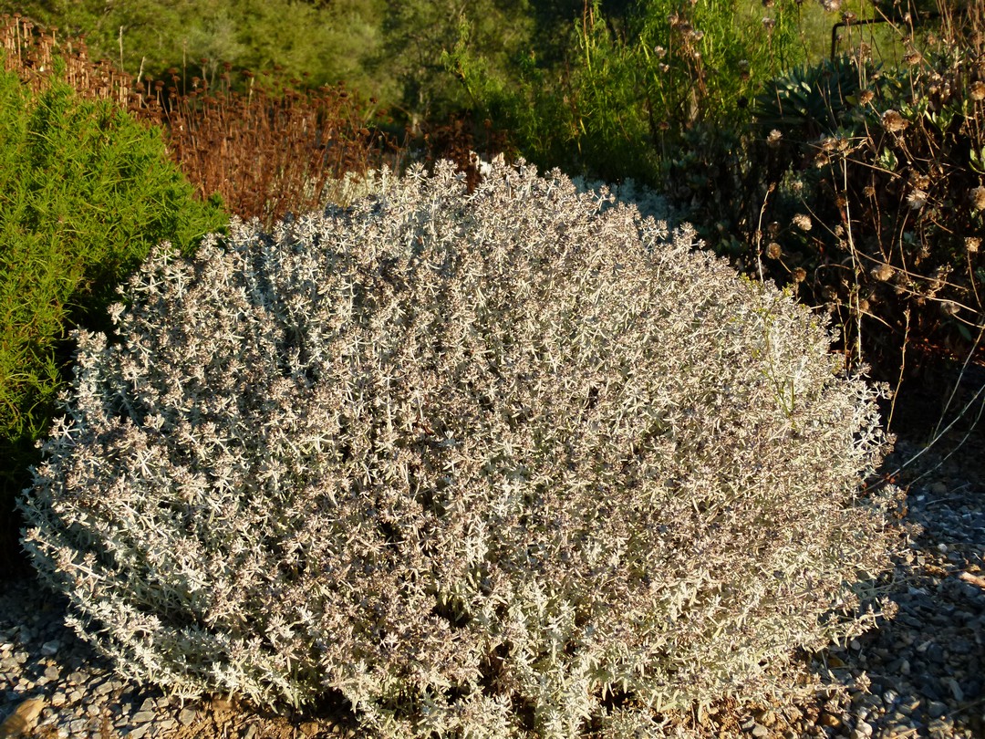 Achillea ligustica