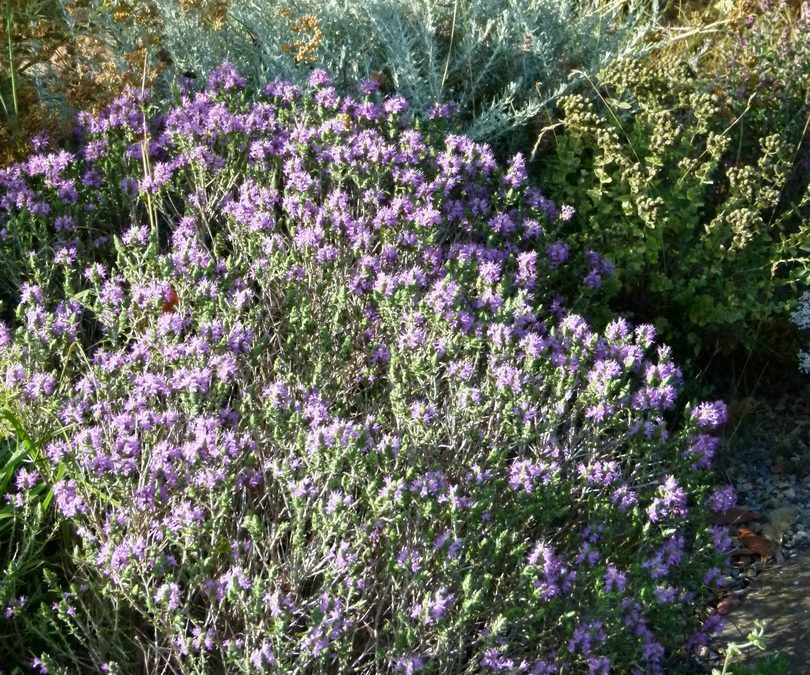 Thymus capitatus