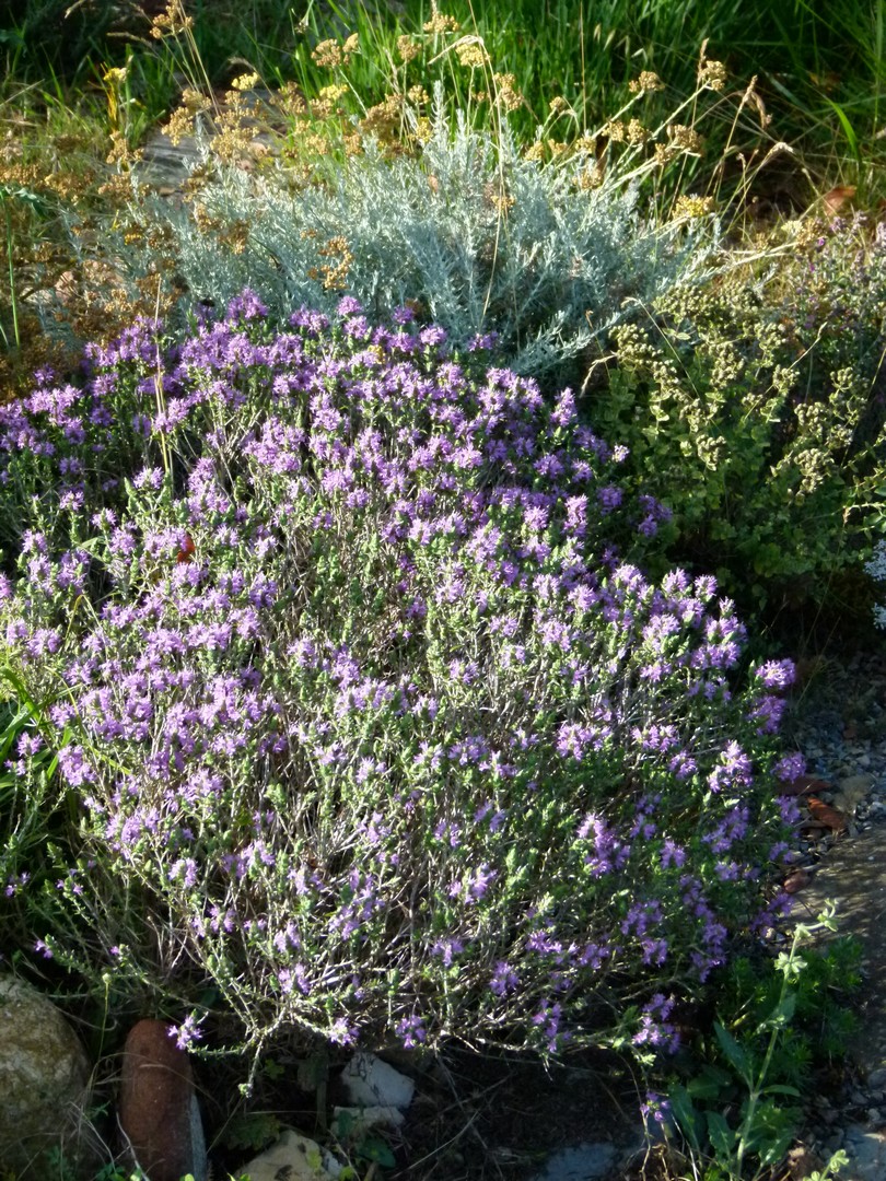 Achillea ligustica