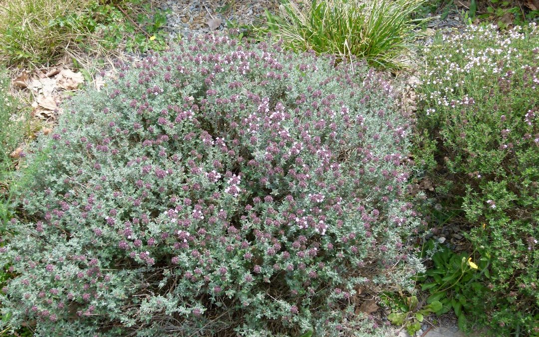 Thymus vulgaris subsp fragrantissimus