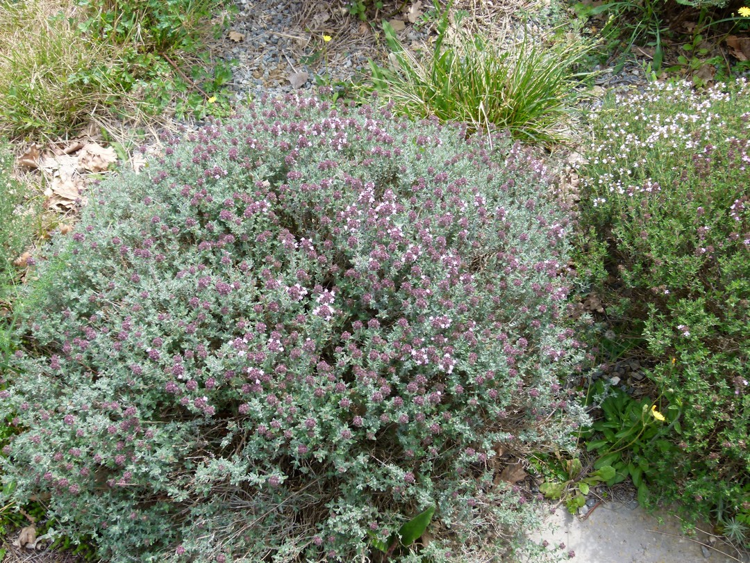 Achillea ligustica