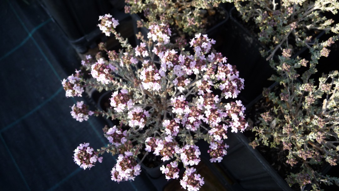 Thymus vulgaris ‘Cervo’