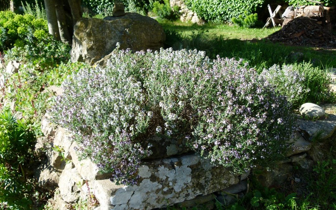 Thymus vulgaris forma citriodorus ‘Ciancavaré’