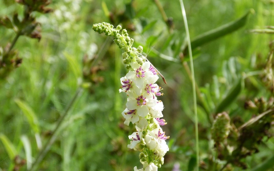 Verbascum chaixii Album