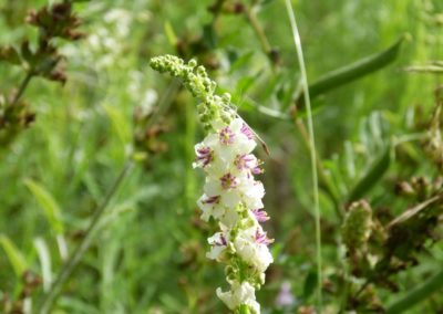 Verbascum chaixii Album