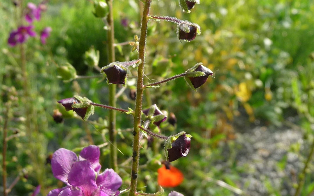 Verbascum phoeniceum