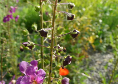 Verbascum phoeniceum