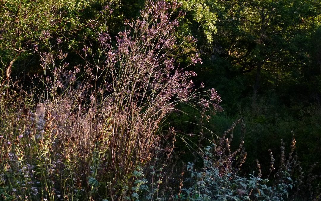 Verbena litoralis