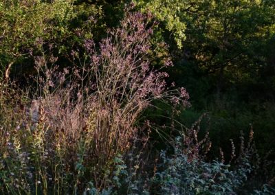 Verbena litoralis