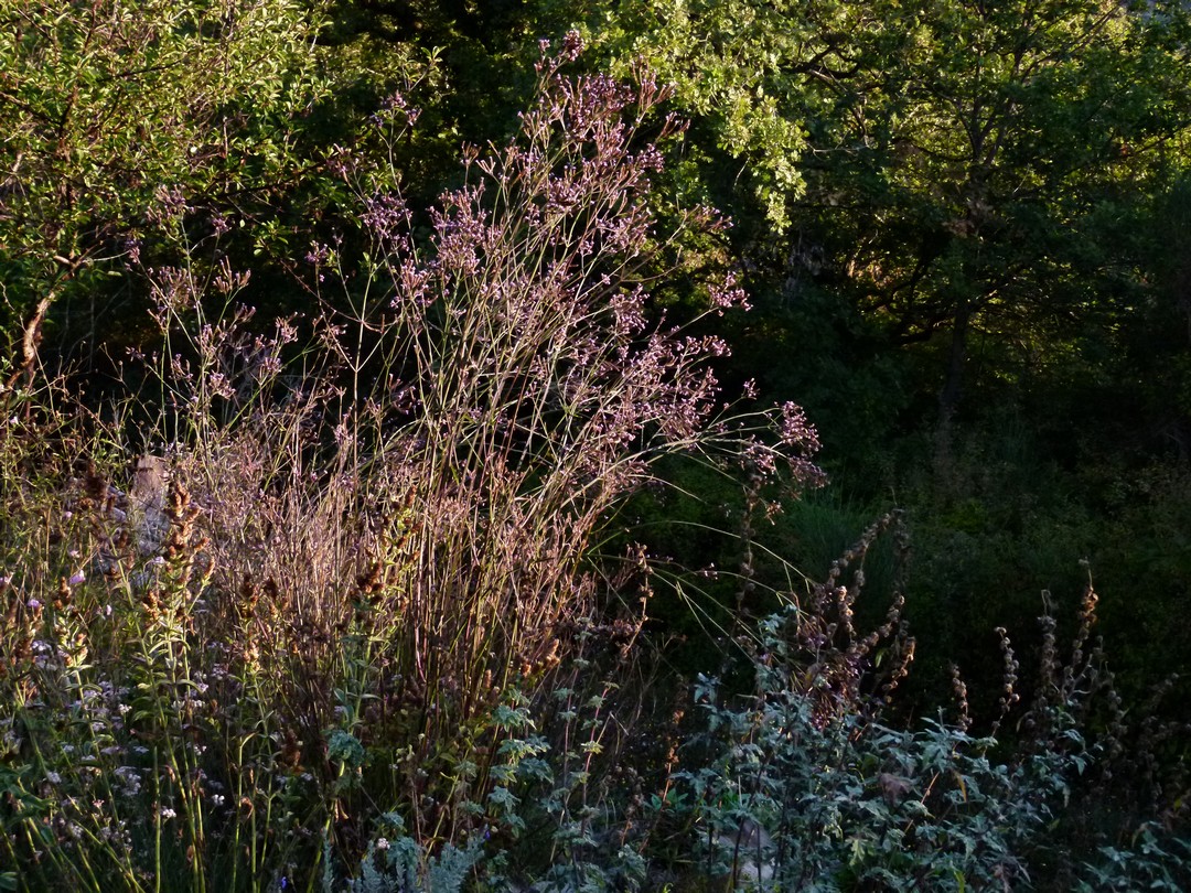 Achillea ligustica